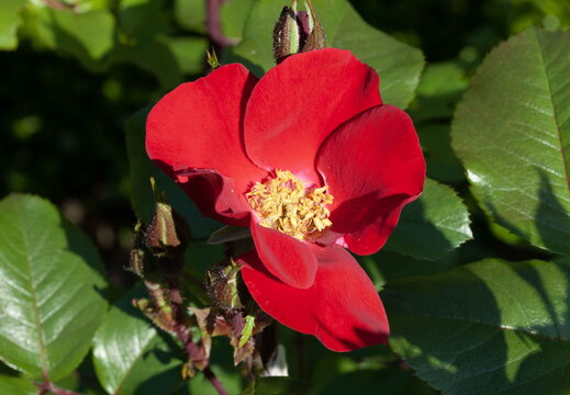 Les fleurs
